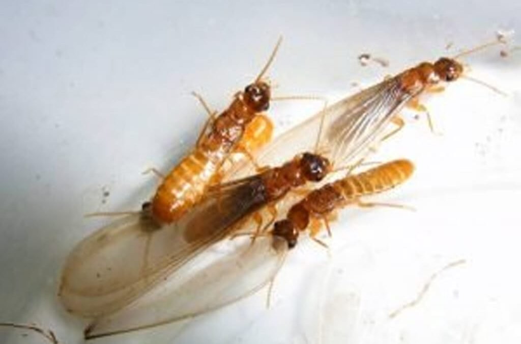 What Do Flying Termites Look Like