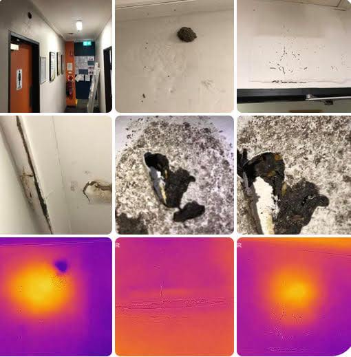 Termite treatment in Carlton