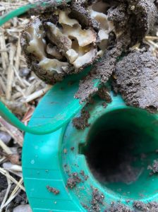 termite bait damage by termites in Dudley