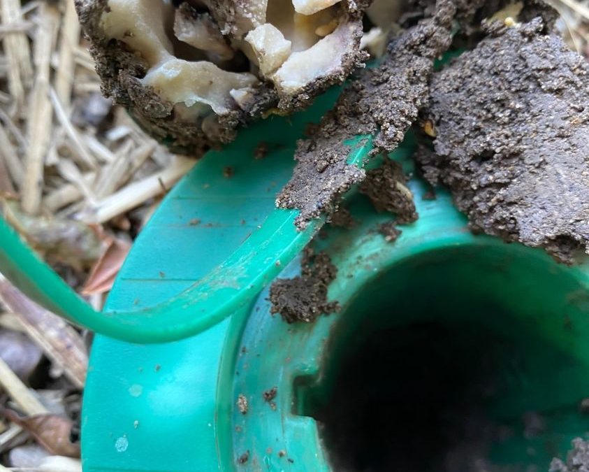 Termite treatment Melbourne