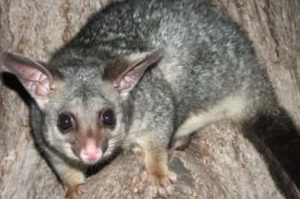 Possum Pest Control Melbourne