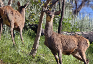 Deer Pest Control Victoria